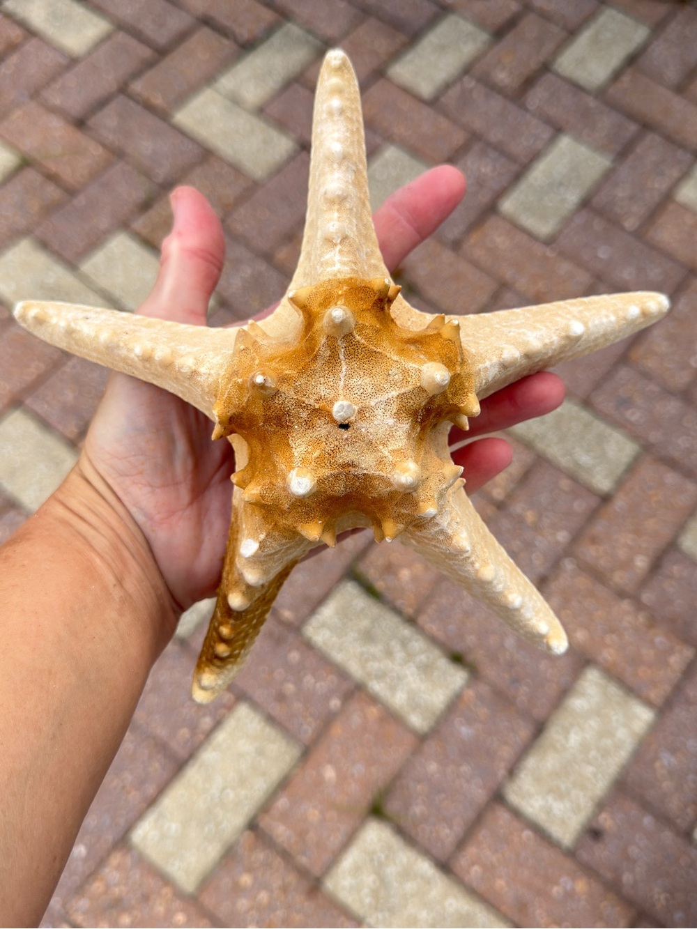 XXL Natural Armored Sea Star Starfish Seashell Coastal Crafting Nautical Decor